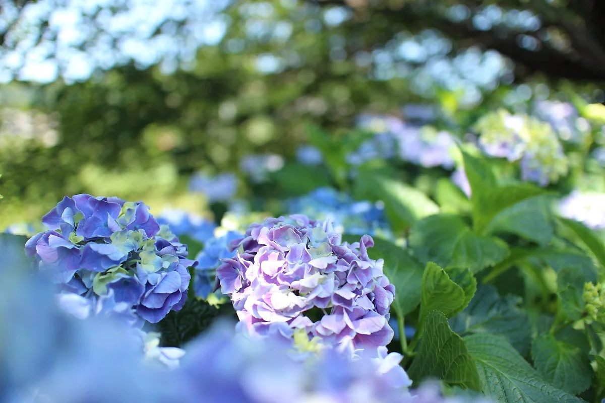 14239797938_77c7689237_k.jpg?type=w1200