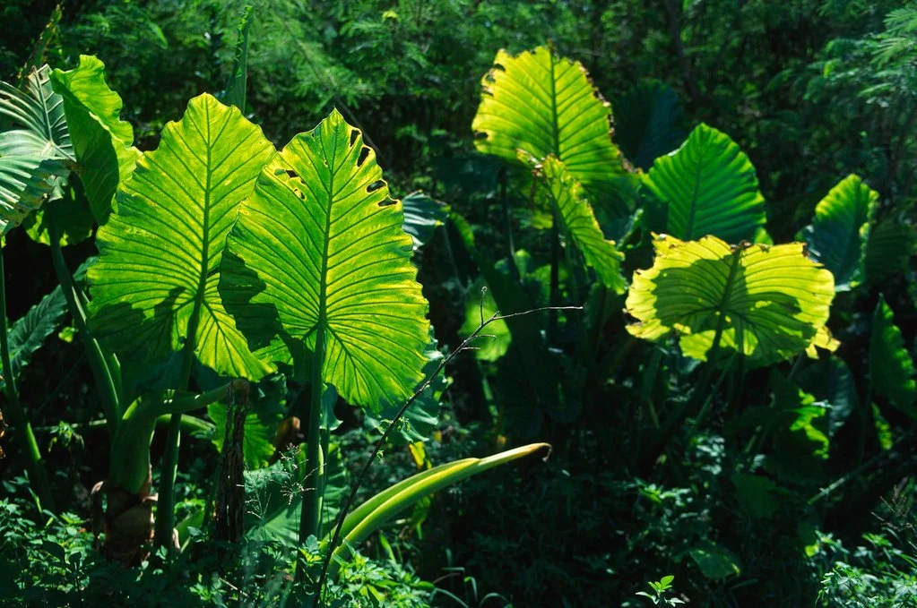 290245400_f04295e39d_b.jpg?type=w1200