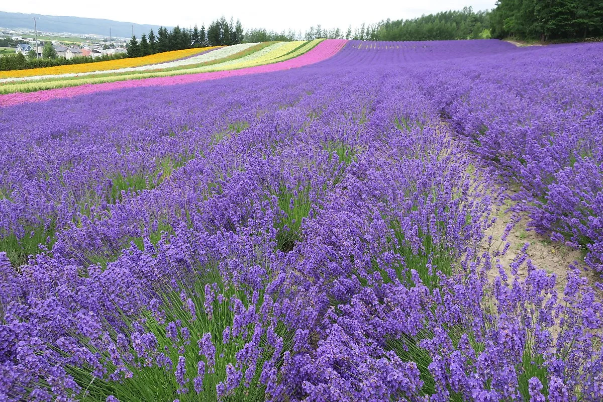 Flickr_sodai_gomi.jpg?type=w1200