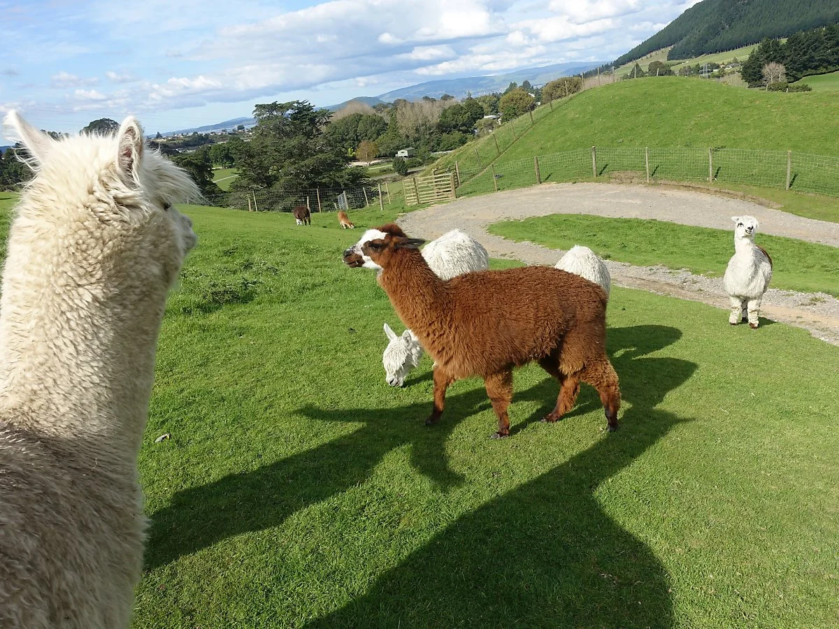 27381771813_fcd000b3c8_k.jpg?type=w1200