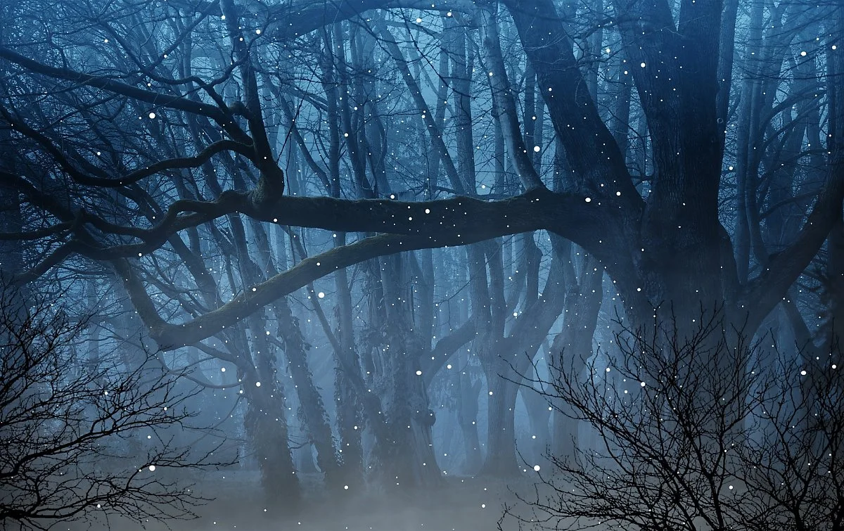 forest-of-magic-3873713_1920.jpg?type=w1200