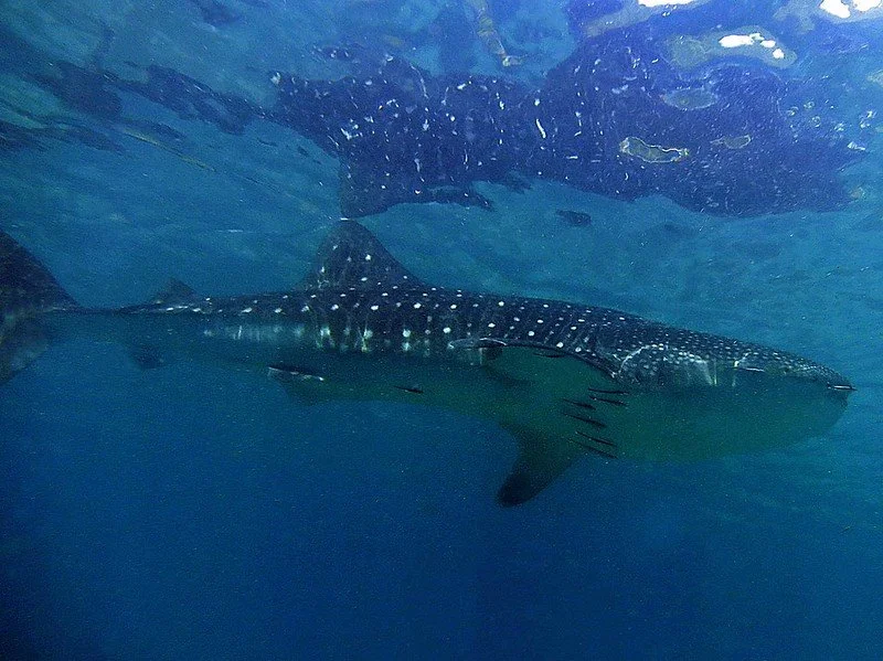 16049327932_f1a3da3d77_c.jpg?type=w1200