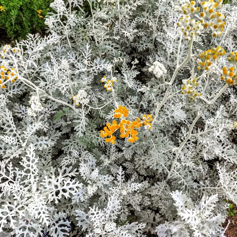 IMG_20250623_100806.jpg?type=w773