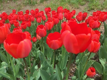 불광천 2.JPG