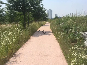 불광천 1.JPG