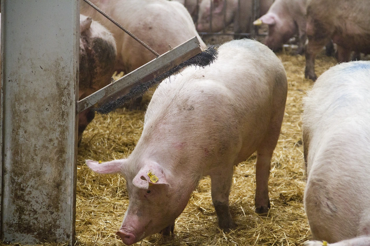 스페인 (2)_하몽.JPG