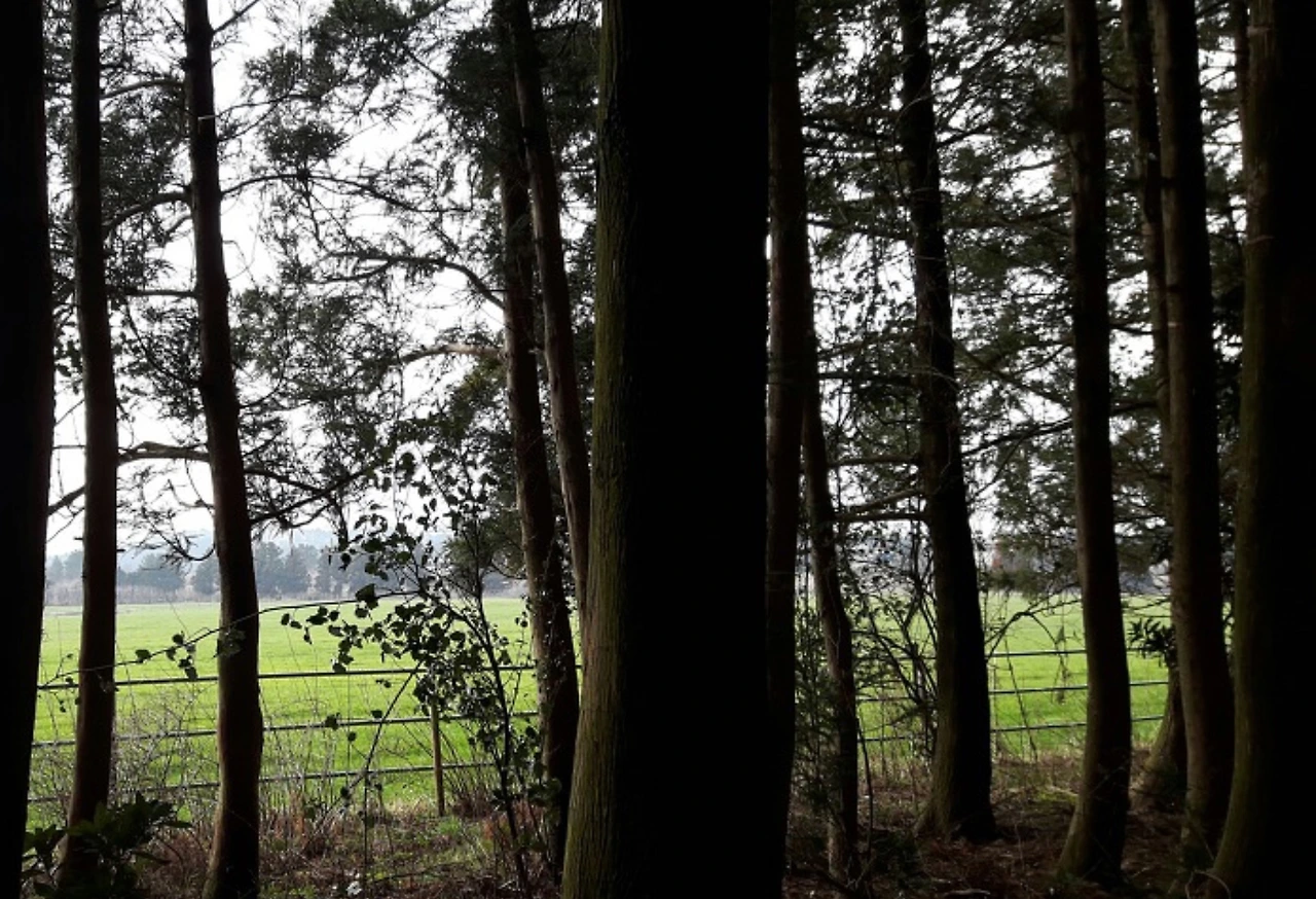 민오름 삼나무길 09.jpeg