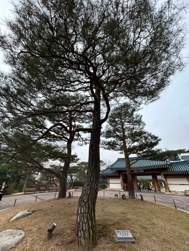 028 대통령관저(앞)노태우식수(뒤)노무현식수.jpeg