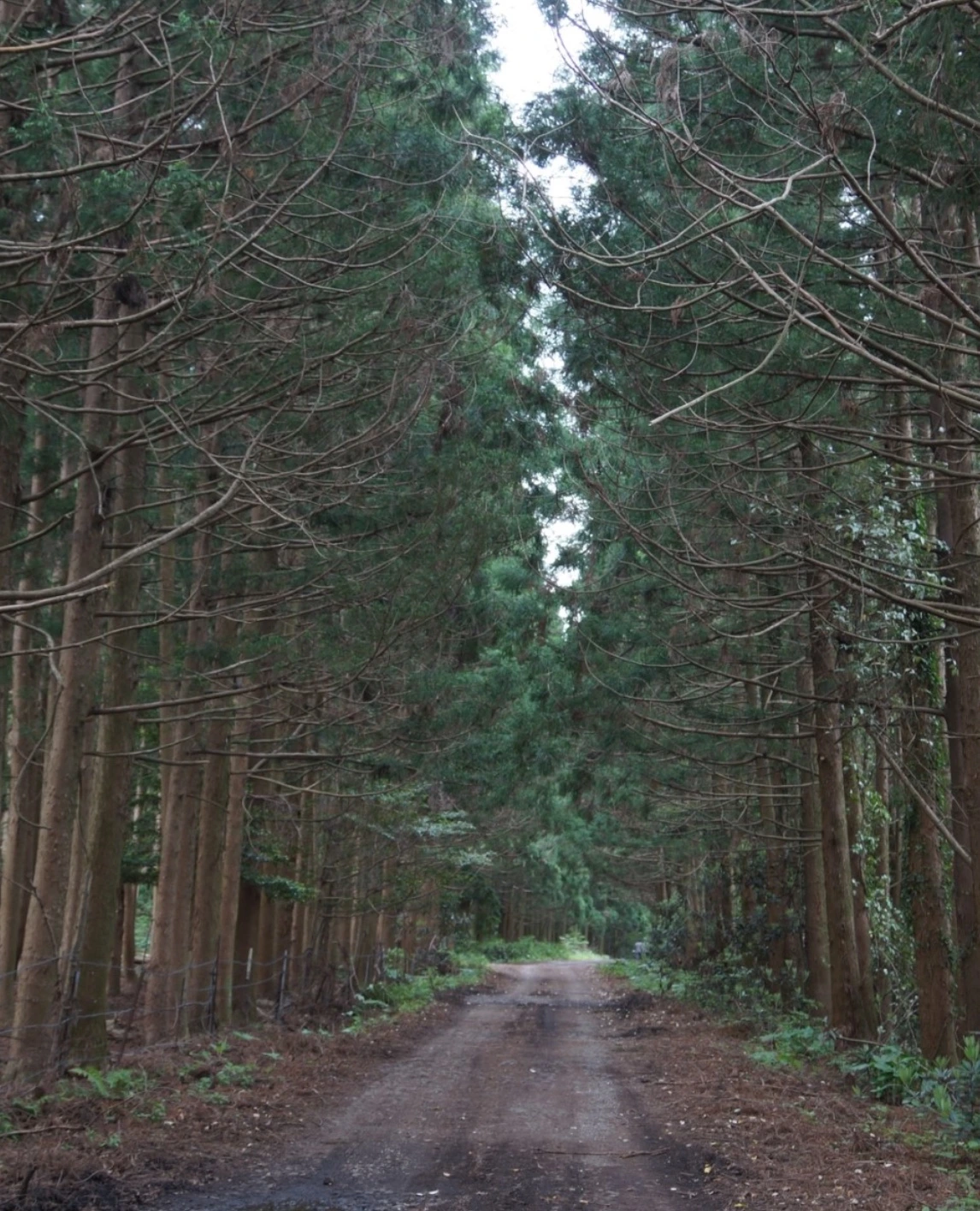 민오름 삼나무길 01.jpeg