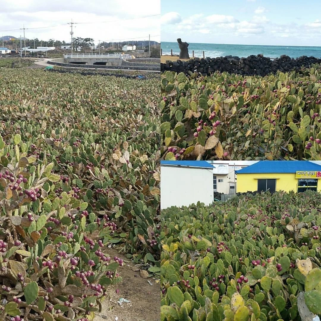 KakaoTalk_Photo_2021-11-01-08-33-39 005.jpeg