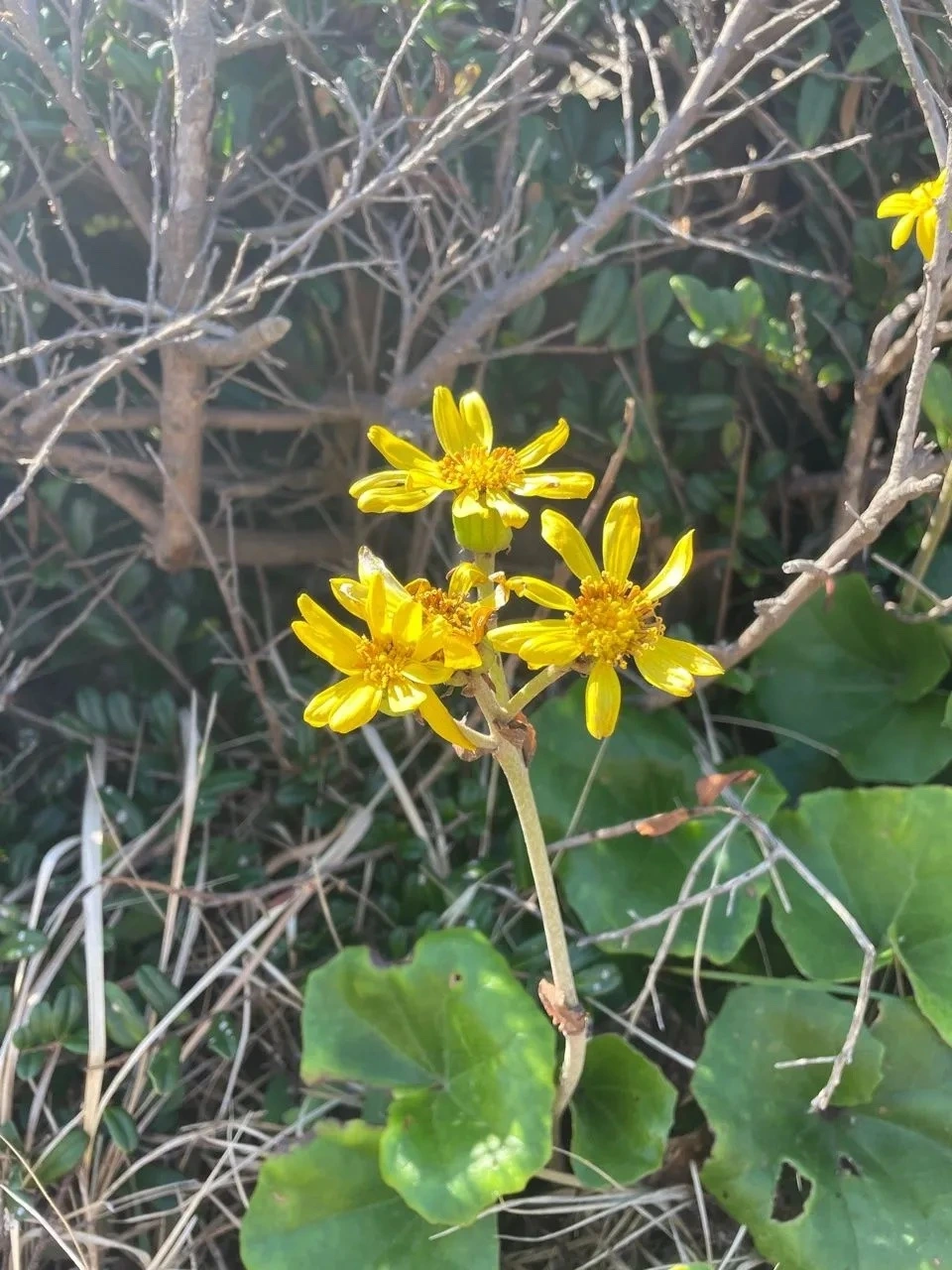 KakaoTalk_Photo_2021-11-01-08-32-55 001.jpeg