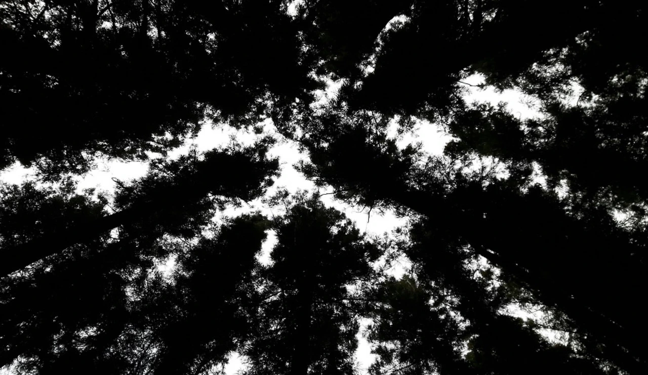 민오름 삼나무길 08.jpeg