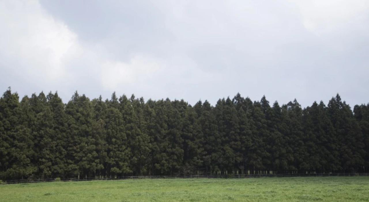 민오름 삼나무길 05.jpeg