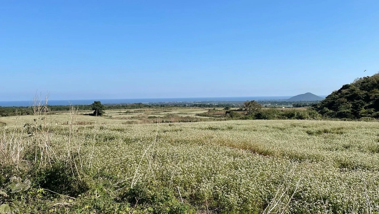 KakaoTalk_Photo_2021-11-01-08-32-59 012.jpeg