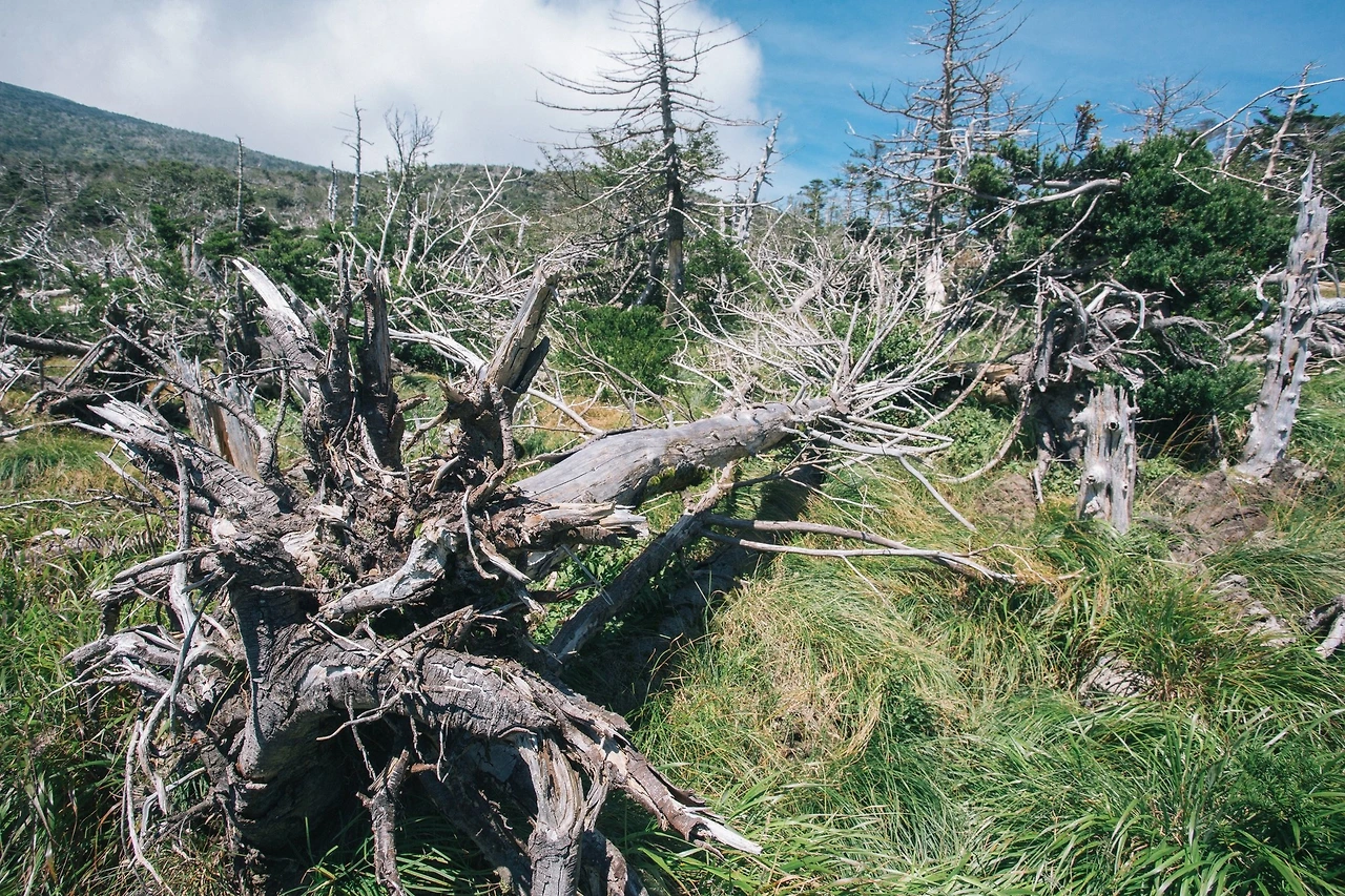 한라산 성판악 등산로.jpeg