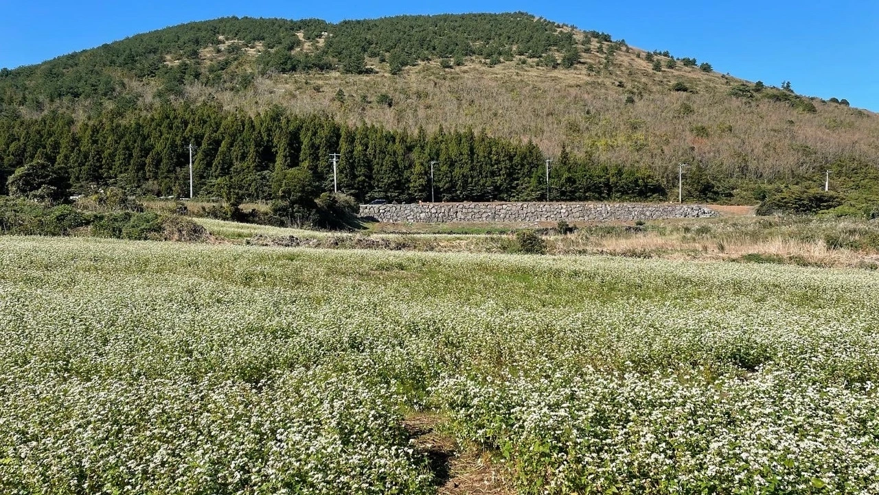 KakaoTalk_Photo_2021-11-01-08-32-59 013.jpeg