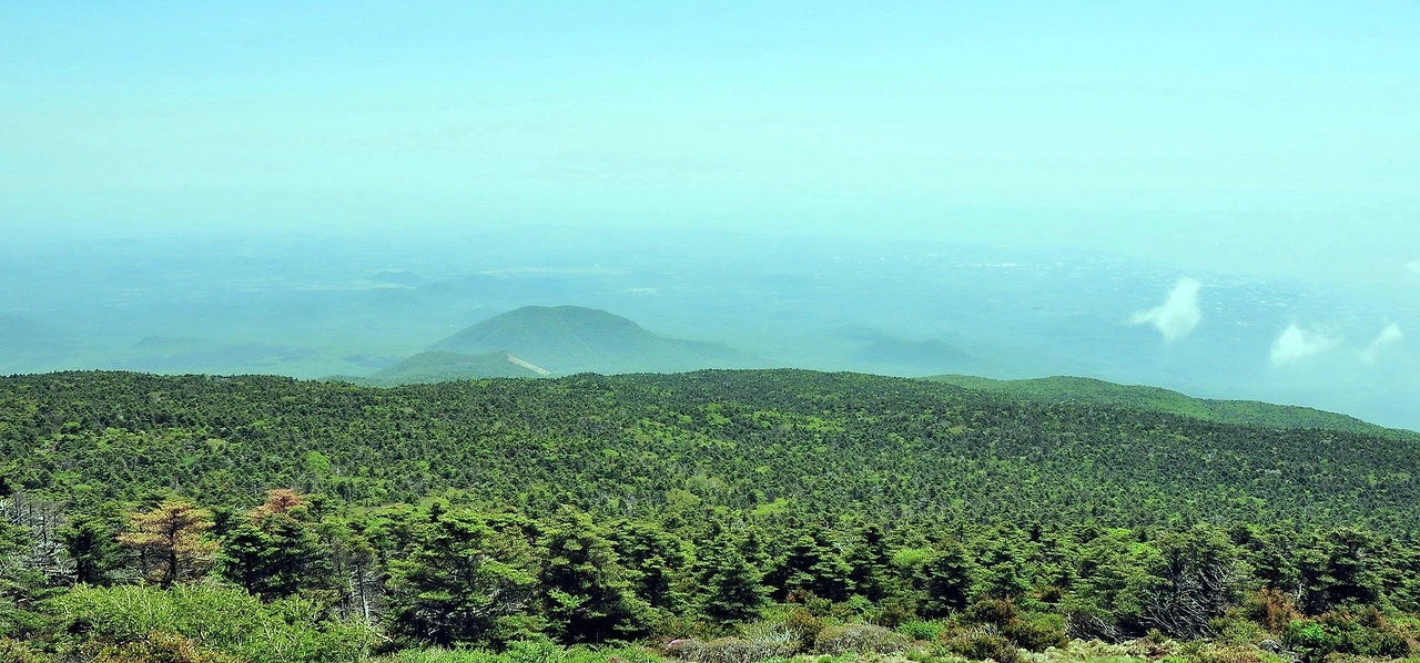 2009년 성판악 등산로에서 찍은 구상나무숲.jpeg