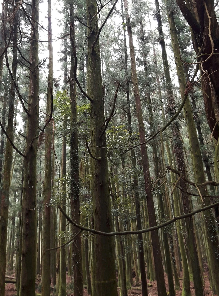 민오름 삼나무길 07.jpeg