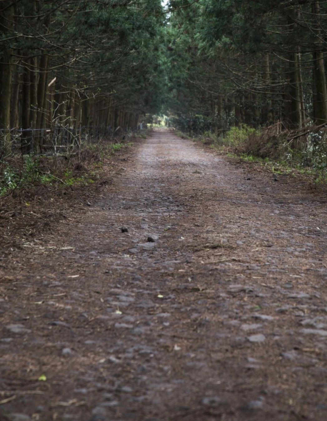 민오름 삼나무길 06.jpeg