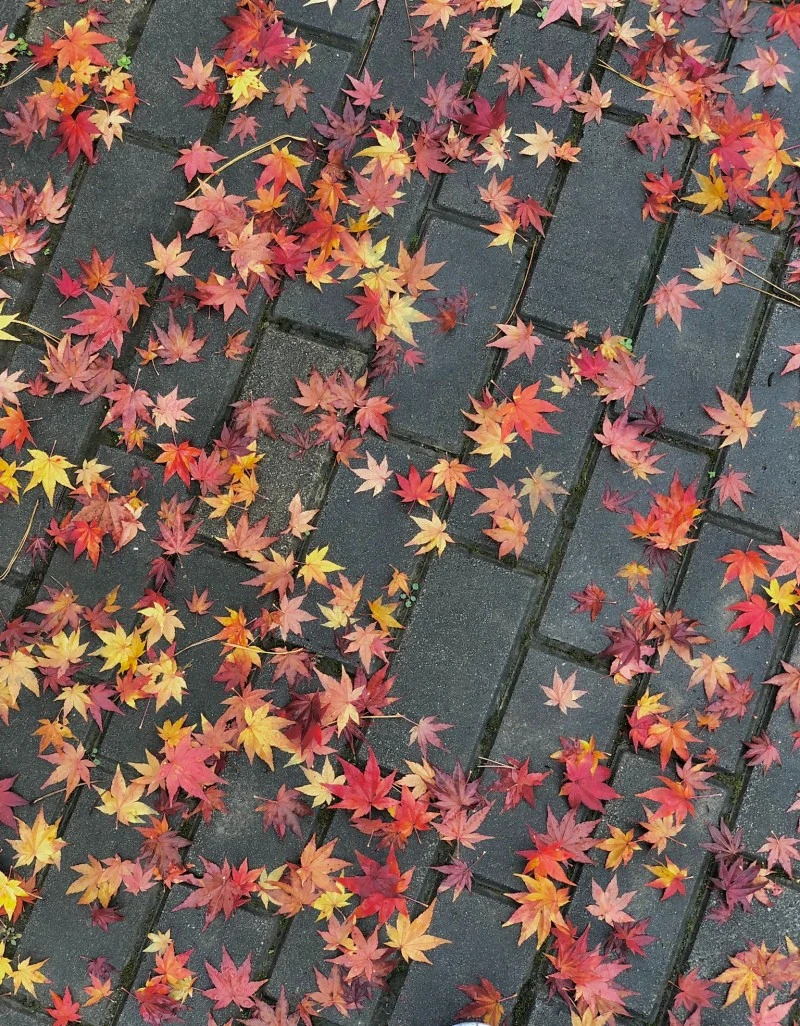 SE-fbabcd53-436d-4c63-abc1-aae02bd2d07b.jpg?type=w800