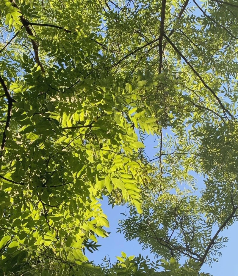 output_1240329218.jpg?type=w800