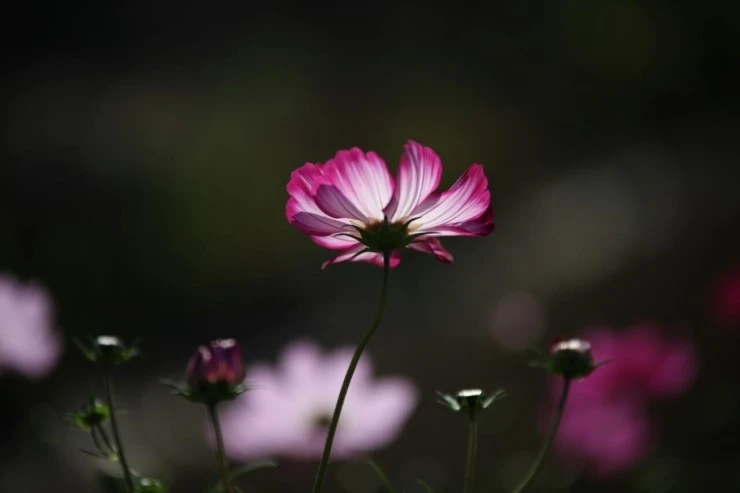 BandPhoto_2015_08_30_23_09_48.jpg?type=w2