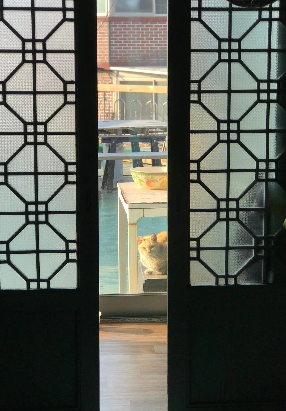 쳐다보는 보리.JPG