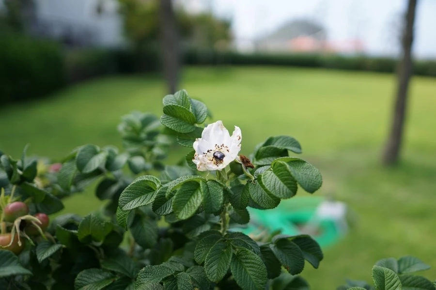 19247189555_c09700ad47_k.jpg?type=w1