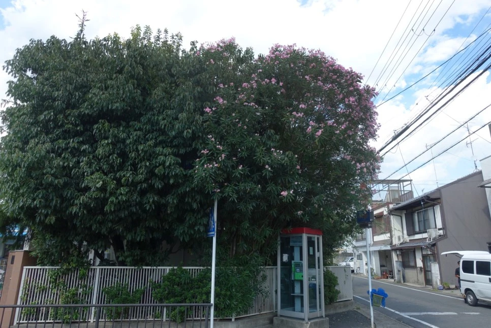 LRG_DSC01753.JPG?type=w966