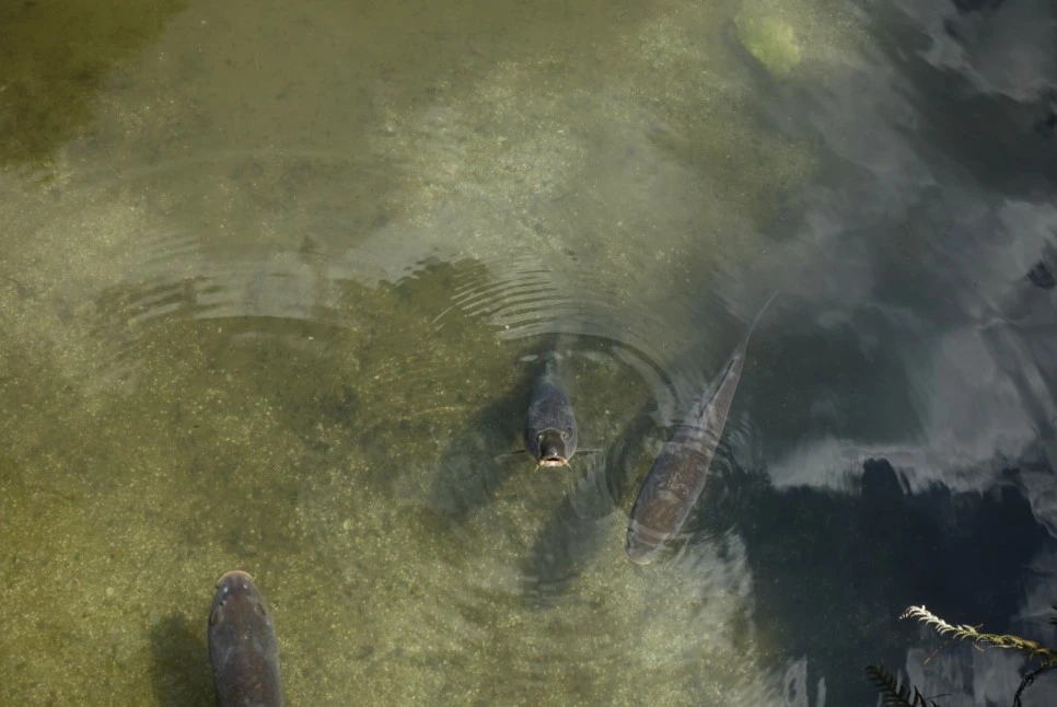 LRG_DSC01710.JPG?type=w966