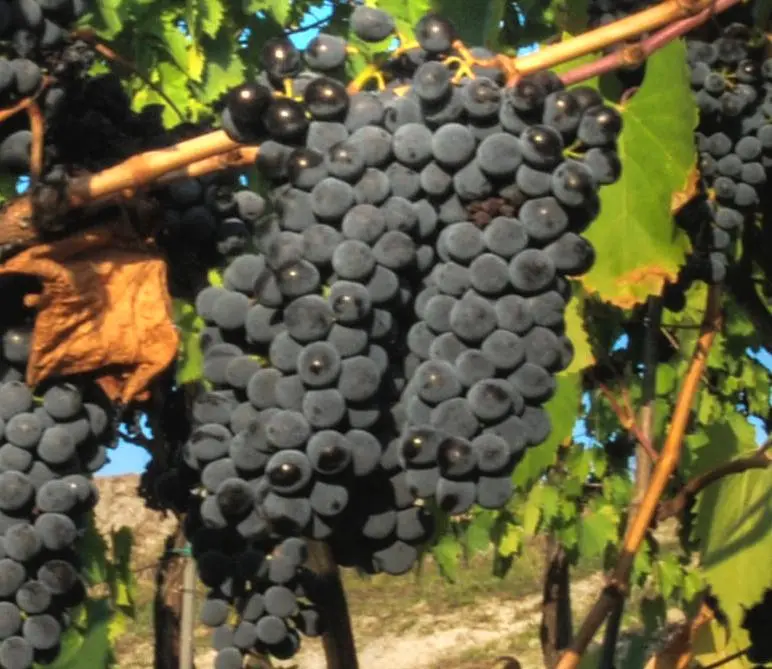 Sangiovese_close_up_crop.jpg