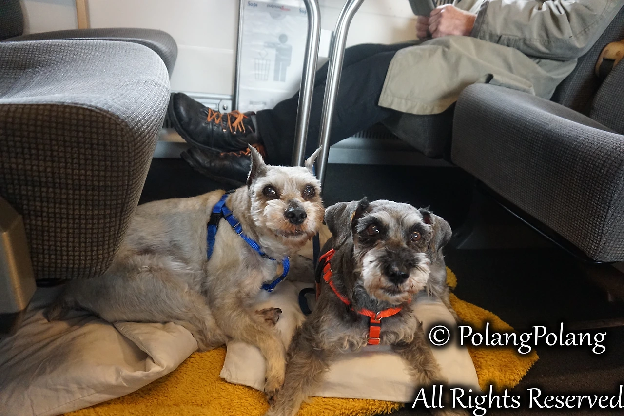 폴랑폴랑 동물행동심리 (17).JPG