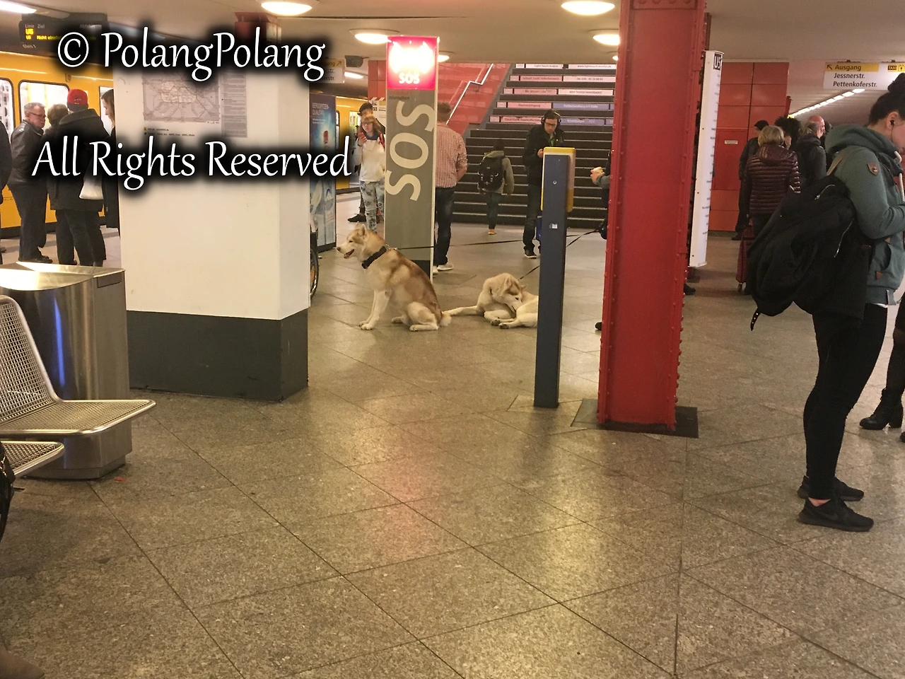 폴랑폴랑 동물행동심리 (15).JPG