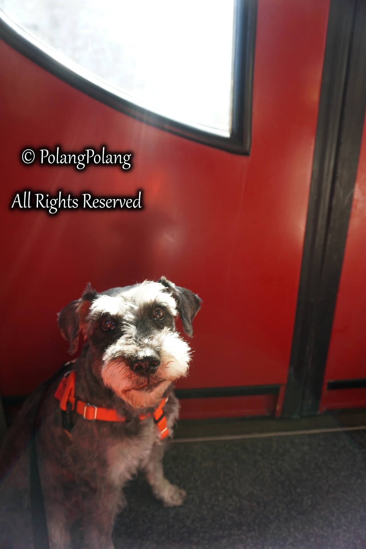 폴랑폴랑 동물행동심리 (16).JPG