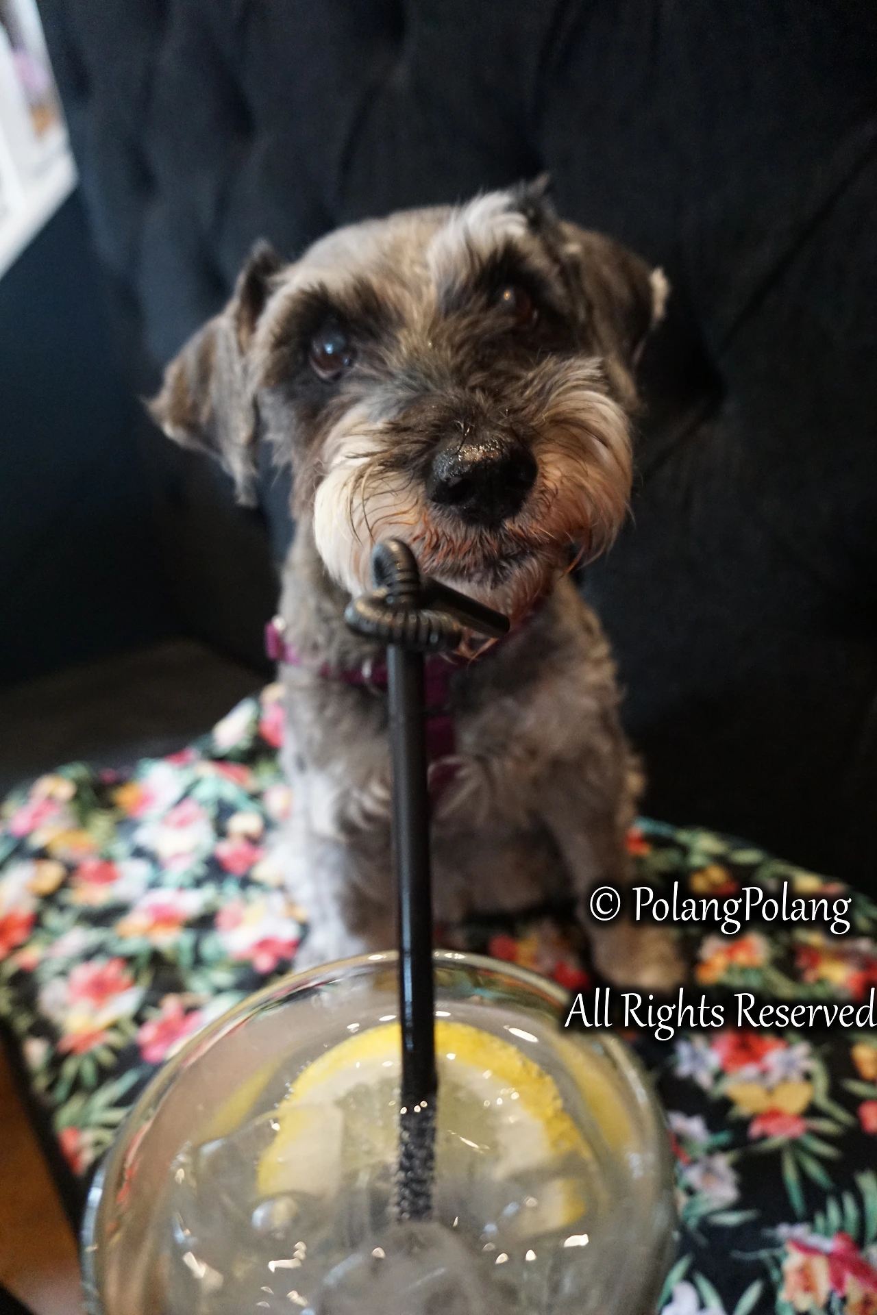 폴랑폴랑 동물행동심리 (4).JPG