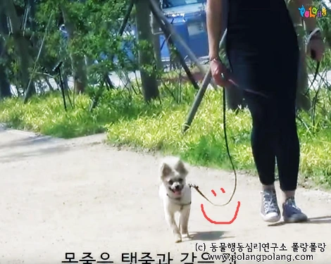 폴랑폴랑 반려견과 나란히 걷는 법 20151107폴랑폴랑 leash walking seminar 세미나-20160322.JPG