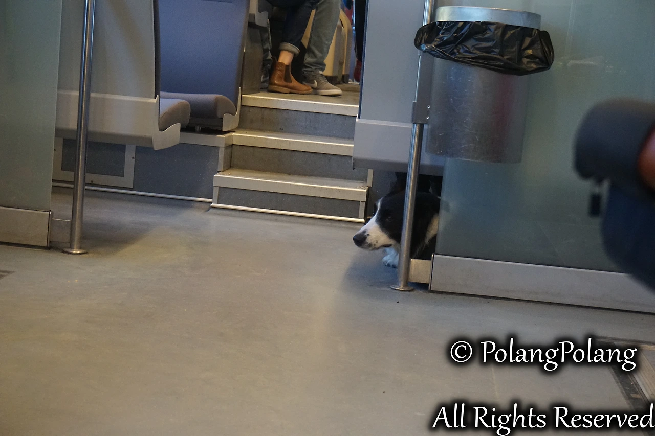 폴랑폴랑 동물행동심리 (3).JPG