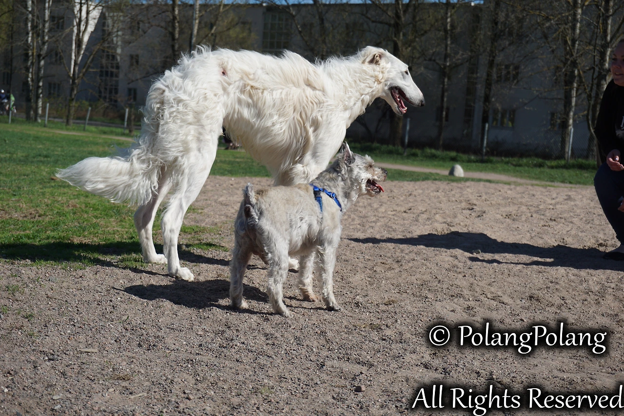 폴랑폴랑 동물행동심리 (6).JPG