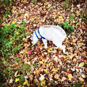 시니어 반려견 노견 동물행동심리연구소 폴랑폴랑 (2).JPG