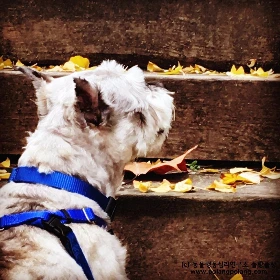 시니어 반려견 노견 동물행동심리연구소 폴랑폴랑 (1).JPG