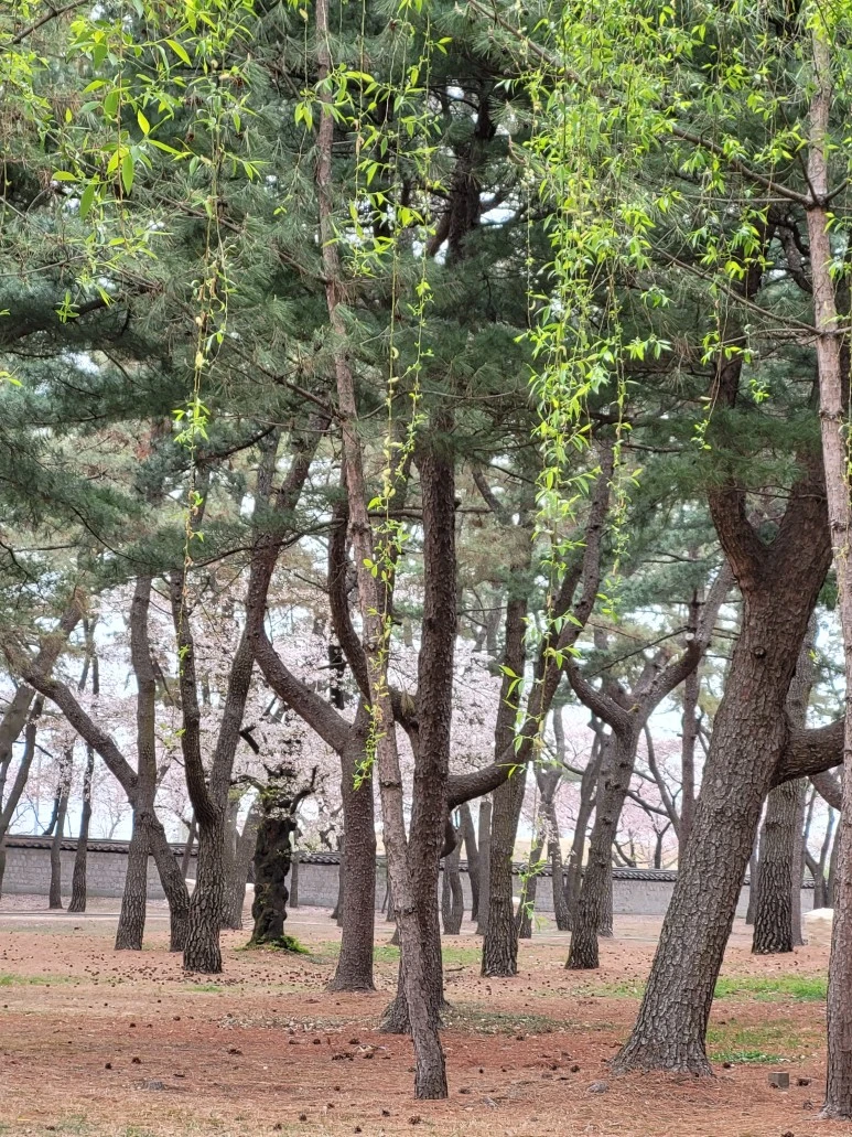 20210403_102658.jpg?type=w773