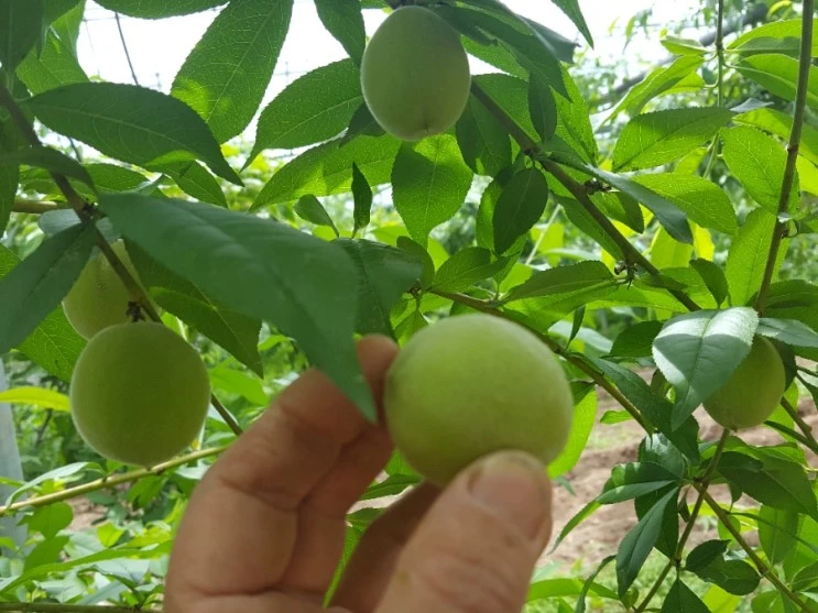 20190528_115533.jpg?type=w2