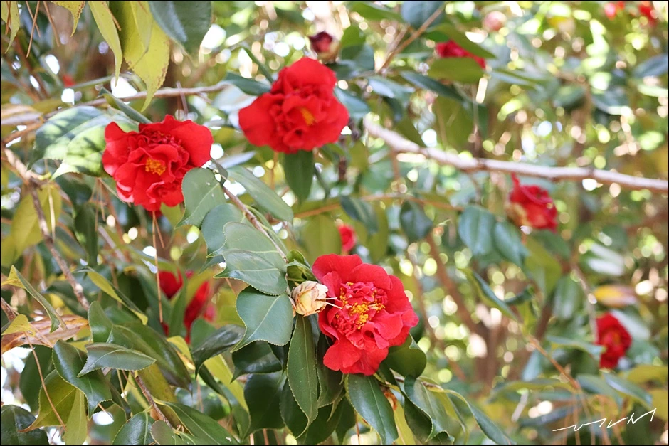 학성공원 (17).JPG