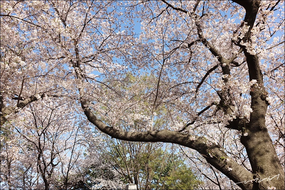 학성공원 (9).JPG