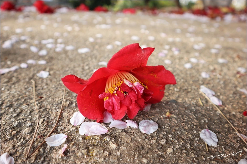 학성공원 (27).JPG