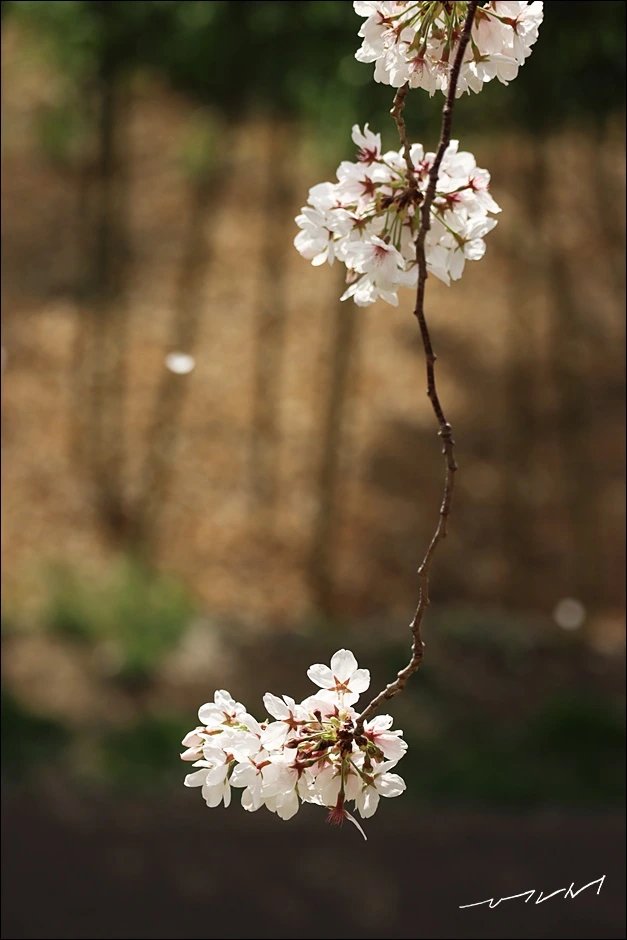 구름이길 (17).JPG