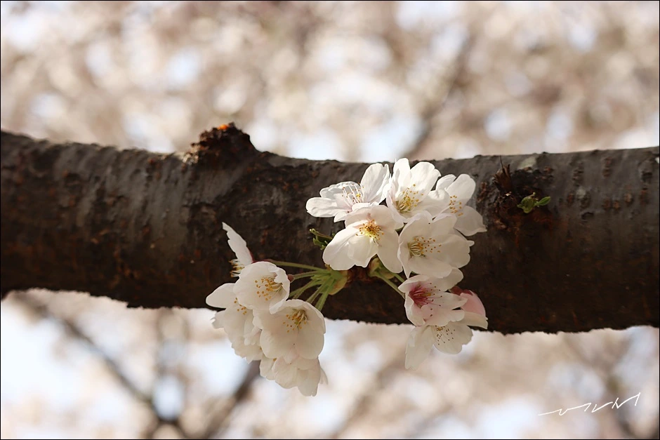 구름이길 (12).JPG