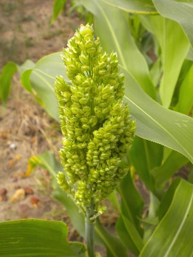 Dorty and Dulmonga 2010 Sept 035.jpg