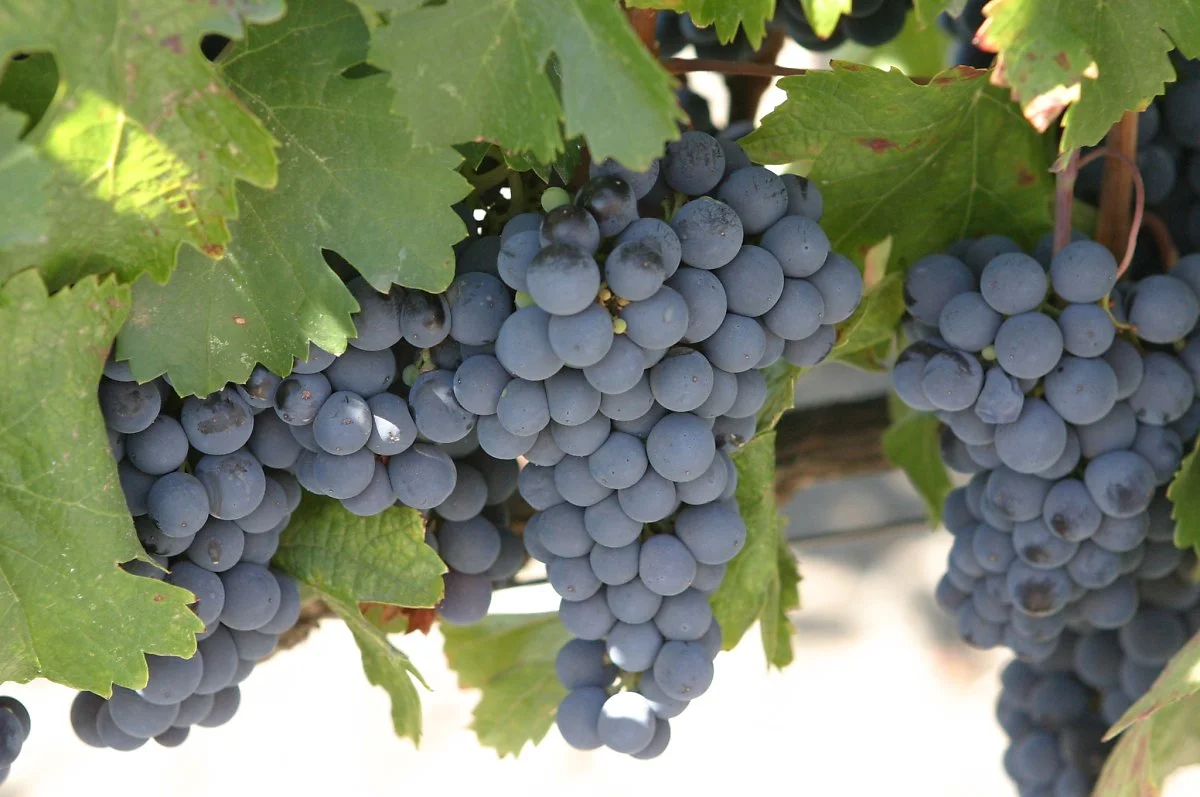Malbec_grapes.jpg?type=w1200