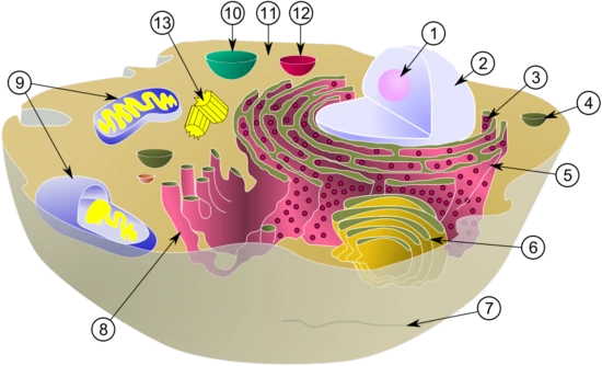 1000px-Biological_cell_svg.png?type=w3